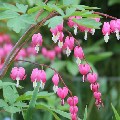 Poof Flower seeds for Planting - Fragrant Blossoms, Heirloom & GMO Free Seeds for Home Garden