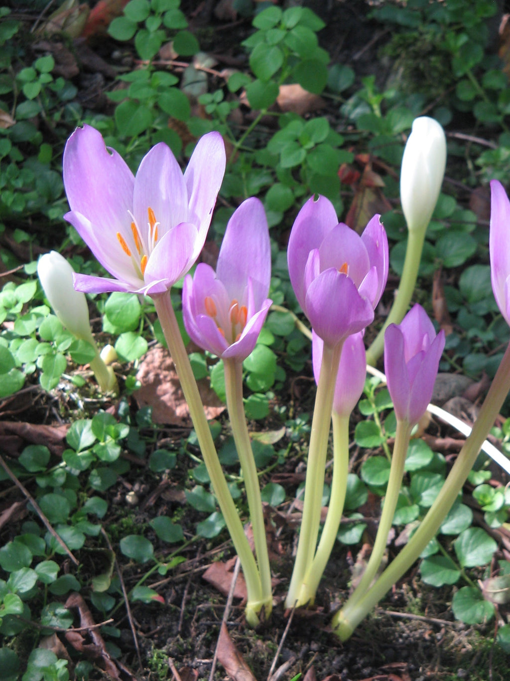 Light Pink Crocus Flower seeds for Planting Premium Quality, Heirloom & GMO Free Seeds for Home Garden seeds for home gardening