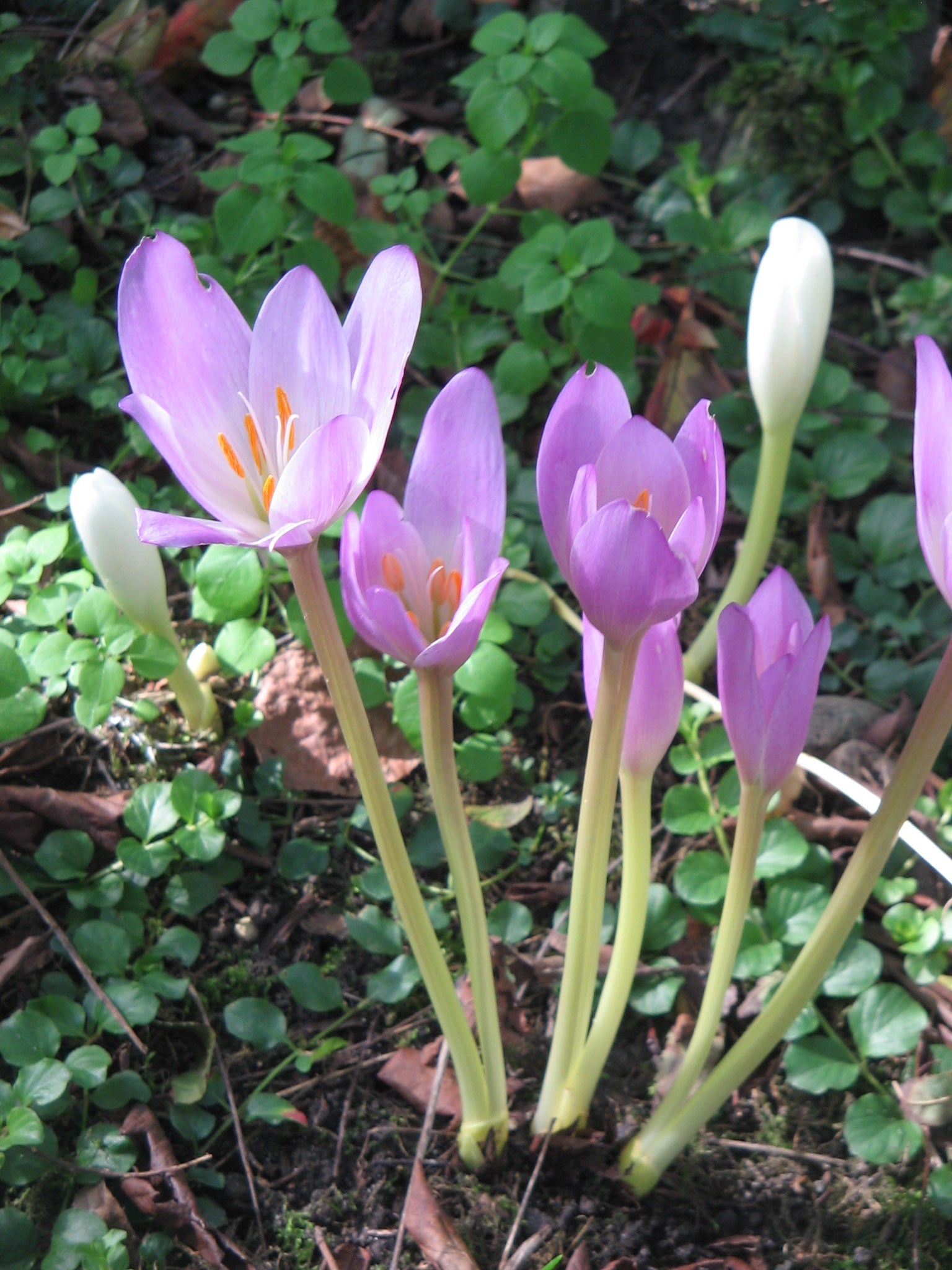 Light Pink Crocus Flower seeds for Planting Premium Quality, Heirloom & GMO Free Seeds for Home Garden seeds for home gardening