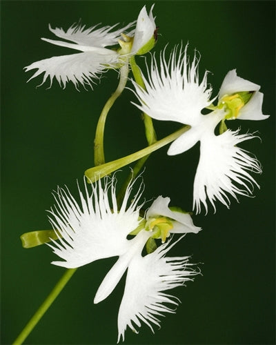 Aigrette Orchid Flower seeds for Planting Compact Growth, Heirloom & GMO Free Seeds for Home Garden vegetable and garden seeds