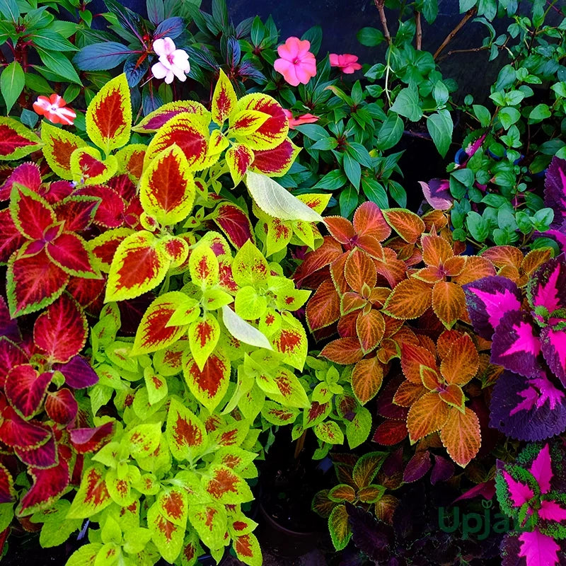 Mixed Coleus Seeds Flower seeds for Planting Pollinator Friendly, Heirloom & GMO Free Seeds for Home Garden vegetable and garden seeds