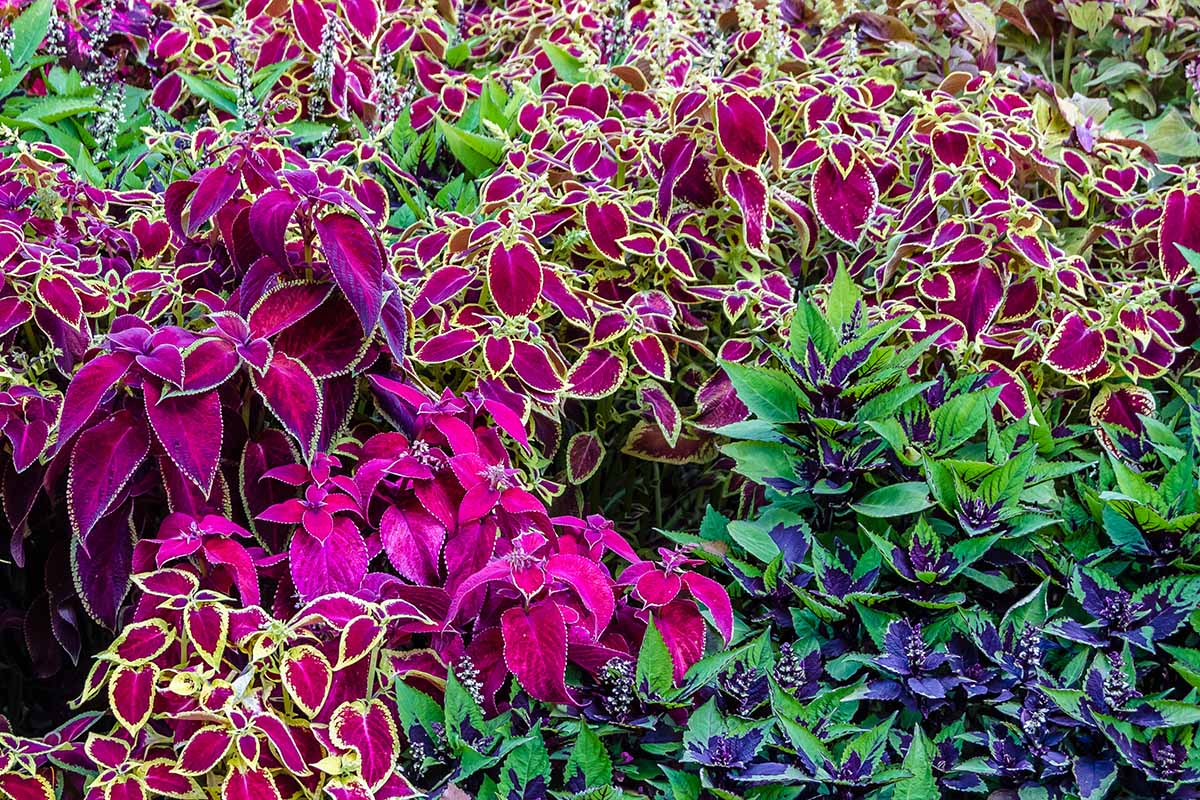 Coleus Flower seeds for Planting, Seasonal Bloomer Heirloom & GMO Free Seeds for Home Garden   Sale