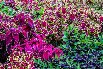 Coleus Flower seeds for Planting, Seasonal Bloomer Heirloom & GMO Free Seeds for Home Garden   Sale