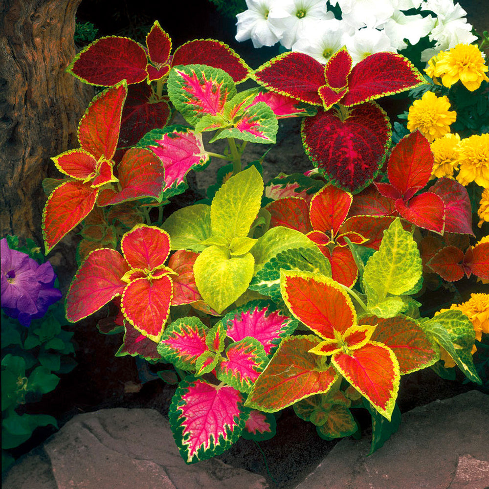Coleus Flower seeds for Planting Vibrant Colors Heirloom & GMO Free Seeds for Home Garden 
 
 Sale for planting in home garden