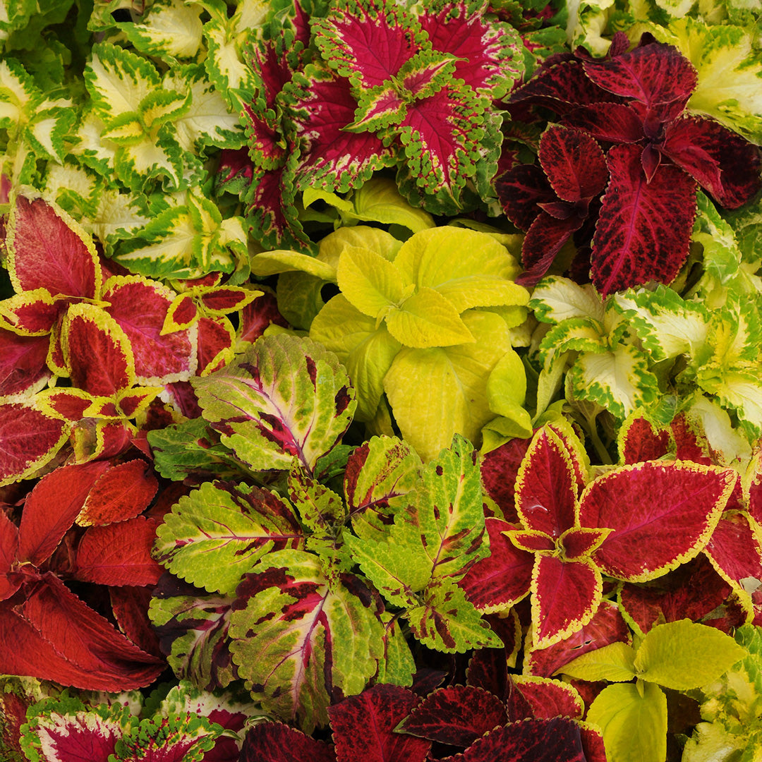 Heirloom Coleus Flower seeds for Planting Easy to Grow Heirloom & GMO Free Seeds for Home Garden