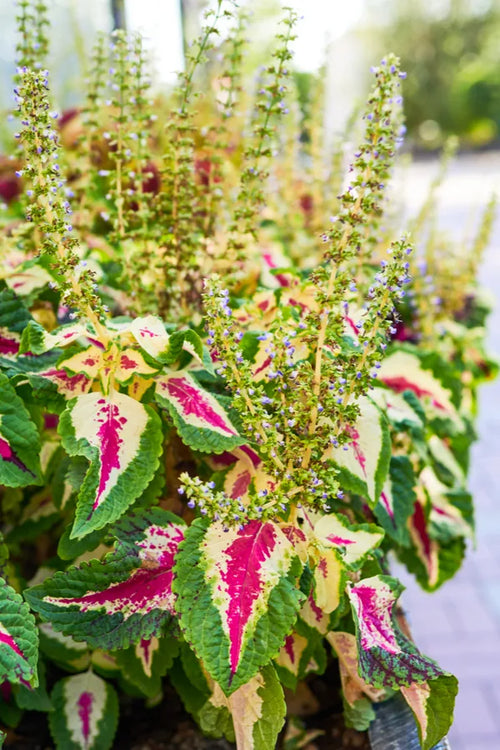 Premium Coleus Flower seeds for Planting Drought Tolerant Heirloom & GMO Free Seeds for Home Garden seeds