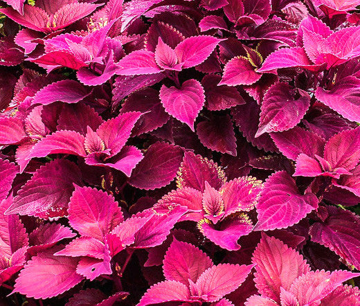 Velvet Coleus Jazz Flower seeds for Planting - Pollinator Friendly, Heirloom & GMO Free Seeds for Home Garden