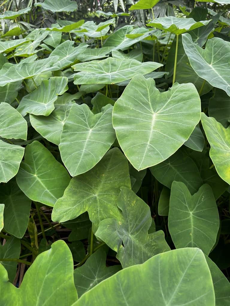 Colocasia Flower seeds for Planting Low Maintenance Heirloom & GMO Free Seeds for Home Garden vegetable and garden seeds