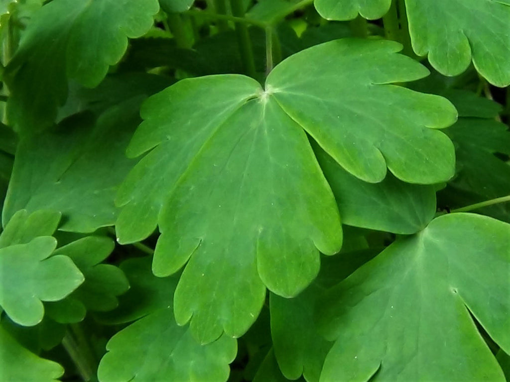 Oxalis Flower seeds for Planting Bright Blooms, Heirloom & GMO Free Seeds for Home Garden vegetable and garden seeds