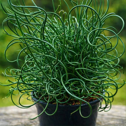 Green Corkscrew Rush Seeds, Heirloom Non-GMO Flowers for Borders & Home Garden Planting