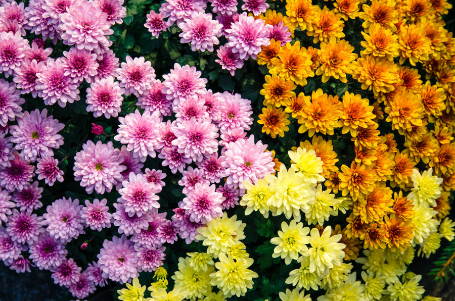 Premium Crisantemos Flower seeds for Planting Low Maintenance, Heirloom & GMO Free Seeds for Home Garden seeds
