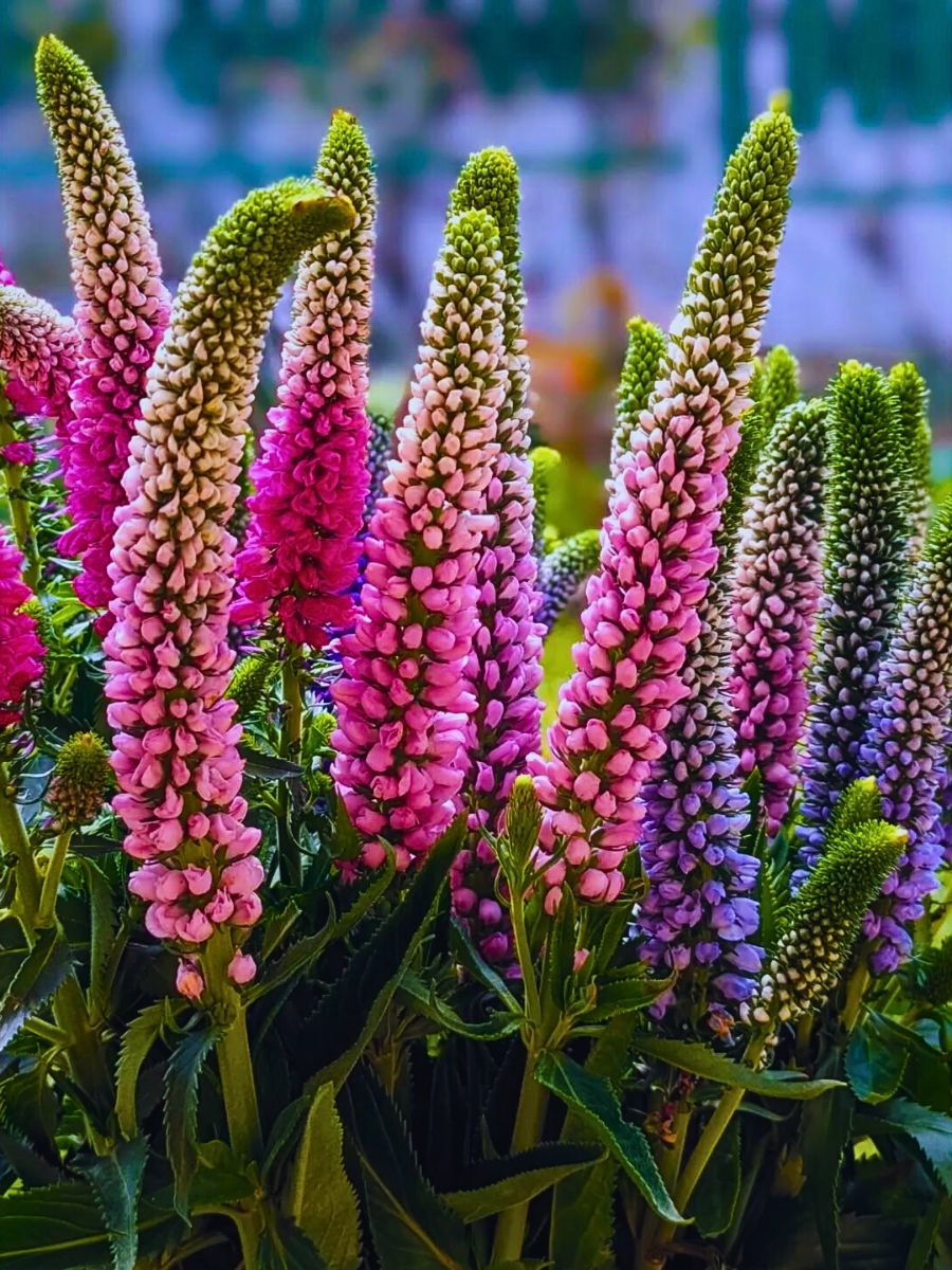 High quality Veronica Flower seeds for Planting Sun Loving Heirloom & GMO Free Seeds for Home Garden seeds pack