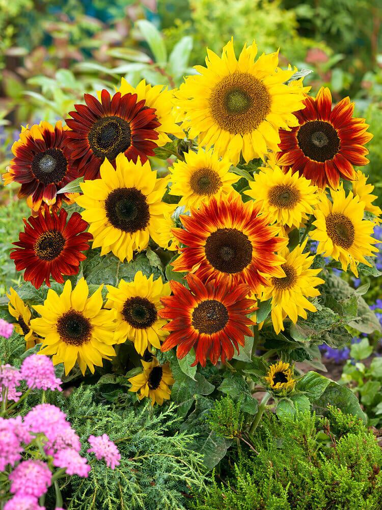 Premium Mixed SunFlower seeds for Planting Compact Growth, Heirloom & GMO Free Seeds for Home Garden seeds