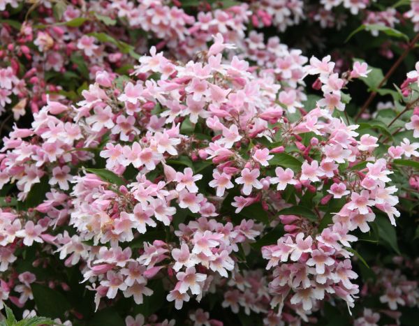 Premium BeautyBush Flower seeds for Planting Colorful Display, Heirloom & GMO Free Seeds for Home Garden seeds