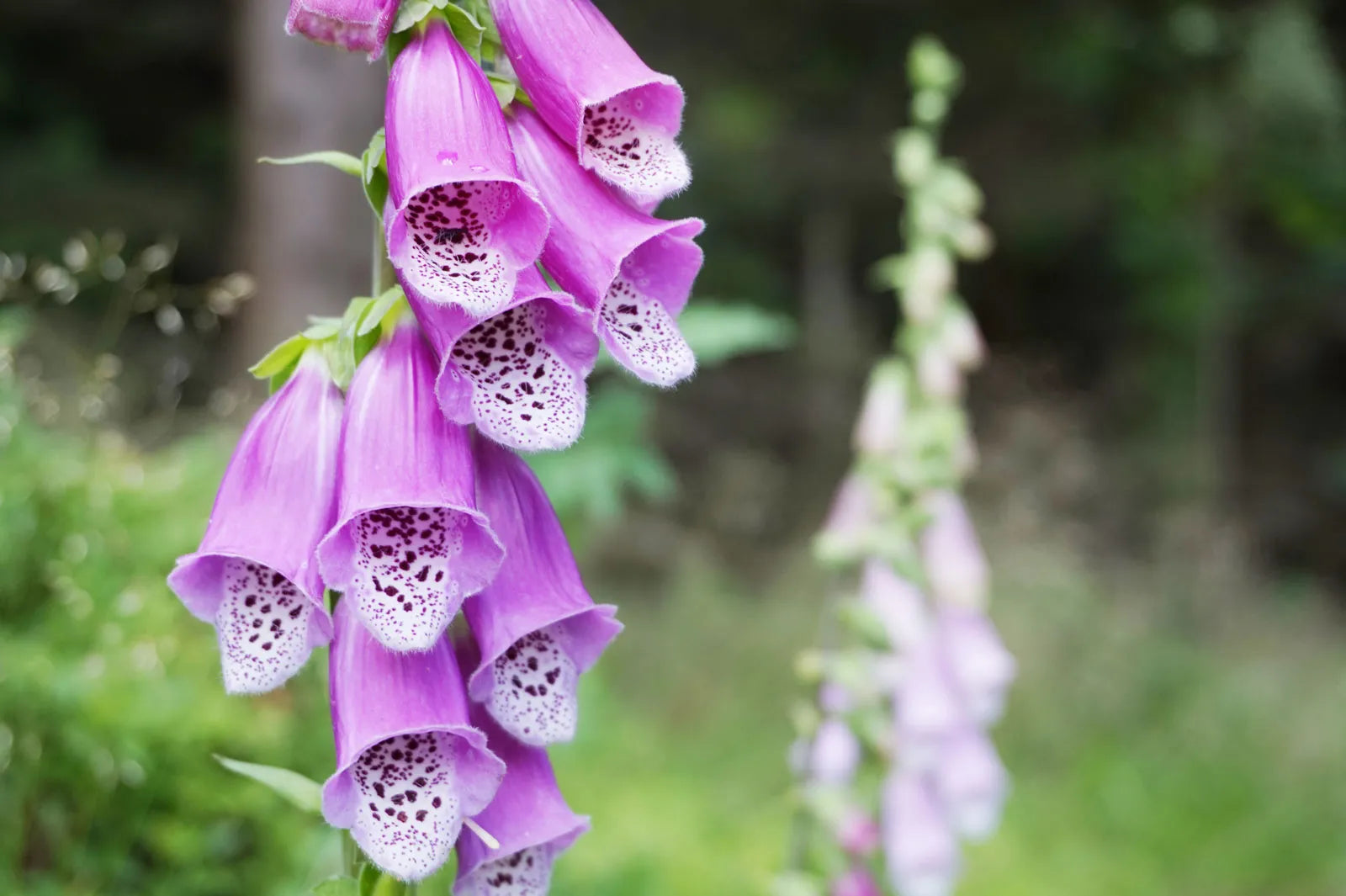 Digitalis Flower seeds for Planting Shade Tolerant, Heirloom & GMO Free Seeds for Home Garden vegetable and garden seeds