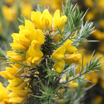Gorse Ulex Europaeus Flower seeds for Planting - Perfect for Borders, Heirloom & GMO Free Seeds for Home Garden