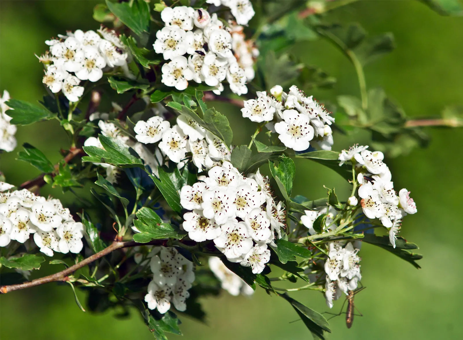 White Crataegus Flower seeds for Planting Colorful Display, Heirloom & GMO Free Seeds for Home Garden seeds for planting