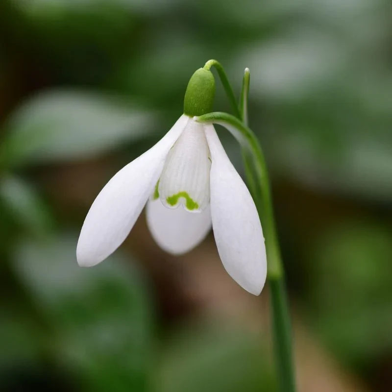 Premium Snowdrop Bulbs Flower seeds for Planting Fragrant Blossoms, Heirloom & GMO Free Seeds for Home Garden seeds