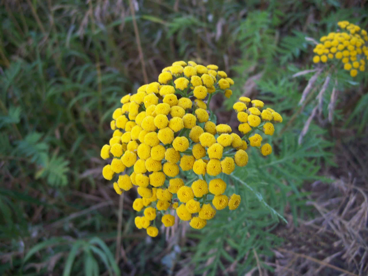 Tansy Flower seeds for Planting Pollinator Friendly Heirloom & GMO Free Seeds for Home Garden
