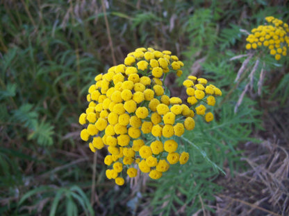 Tansy Flower seeds for Planting Pollinator Friendly Heirloom & GMO Free Seeds for Home Garden