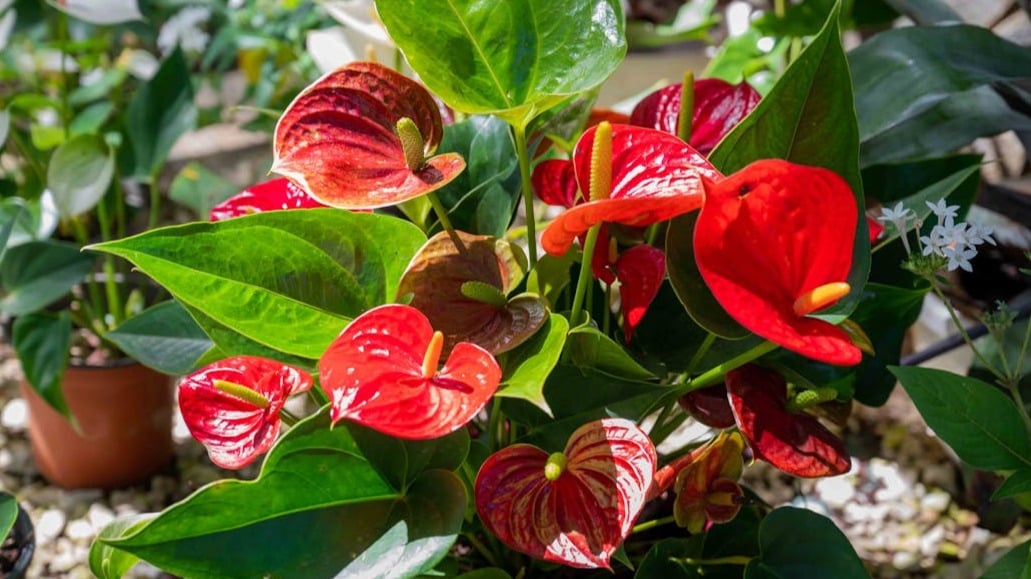 Premium Anthurium Flower seeds for Planting Easy to Grow, Heirloom & GMO Free Seeds for Home Garden seeds