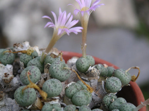 Premium Conophytum Flower seeds for Planting Long Bloom Season, Heirloom & GMO Free Seeds for Home Garden seeds