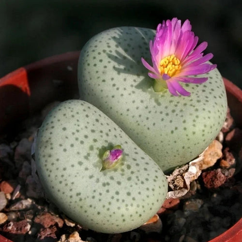 Premium Conophytum Flower seeds for Planting Premium Quality, Heirloom & GMO Free Seeds for Home Garden seeds