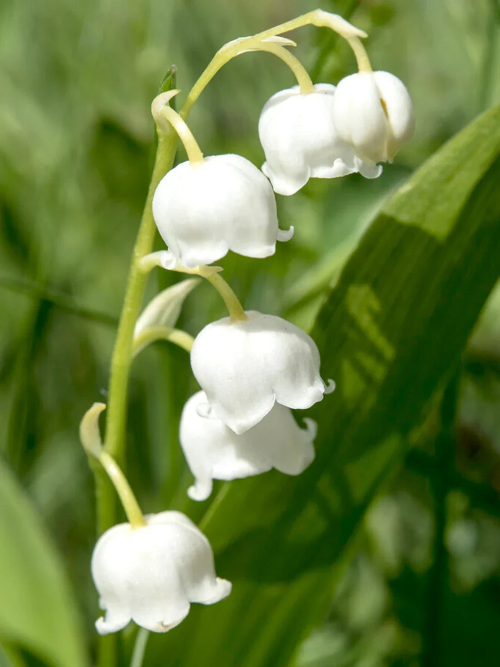 Majalis Flower seeds for Planting Easy to Grow Heirloom & GMO Free Seeds for Home Garden