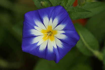 Convolvulus Flower seeds for Planting Sun Loving Heirloom & GMO Free Seeds for Home Garden