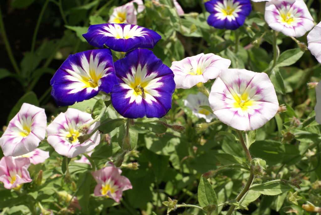 Mixed Convolvulus Flower seeds for Planting Colorful Display, Heirloom & GMO Free Seeds for Home Garden vegetable and garden seeds