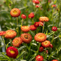 Red Yellow Straw Flower seeds for Planting Bright Blooms, Heirloom & GMO Free Seeds for Home Garden seeds for planting