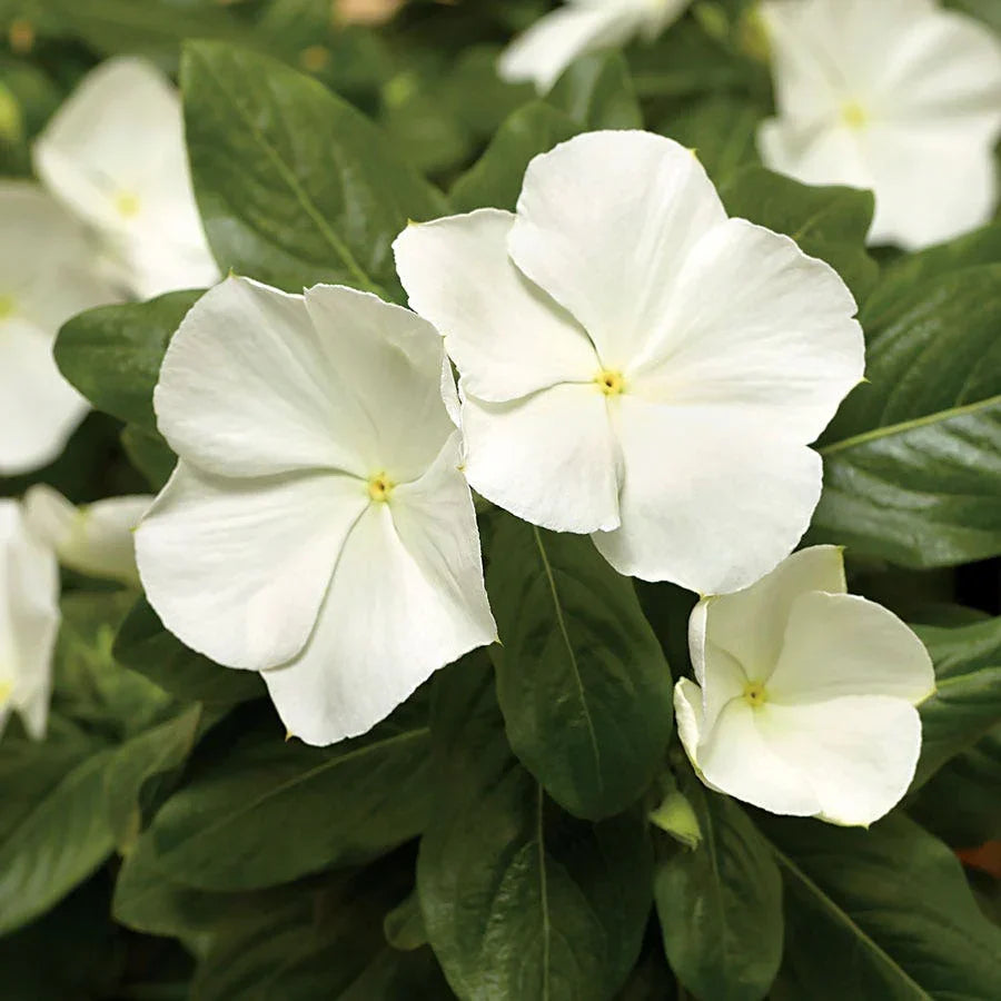 Cora Cascade White Trailing Flowers