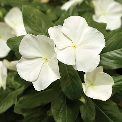 Cora Cascade White Trailing Flowers
