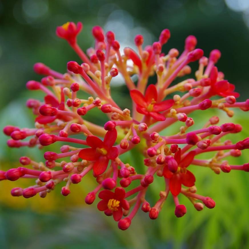Cissus Flower seeds for Planting Perfect for Borders Heirloom & GMO Free Seeds for Home Garden