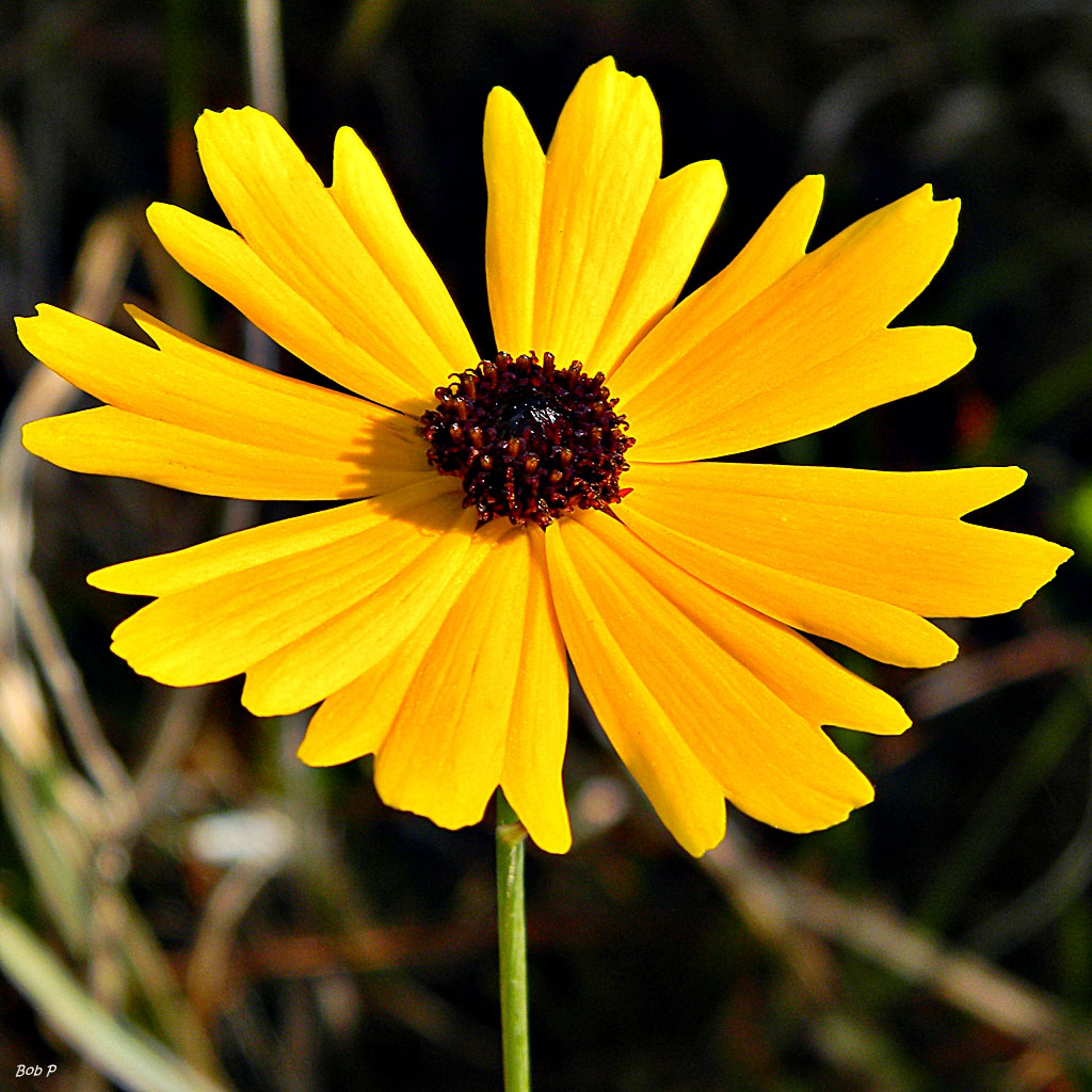 Tickseed Flower seeds for Planting Premium Quality Heirloom & GMO Free Seeds for Home Garden 
 
 Sale