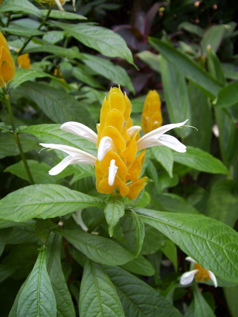 High quality White Yellow Pachystachys Flower seeds for Planting Vibrant Colors, Heirloom & GMO Free Seeds for Home Garden seeds pack
