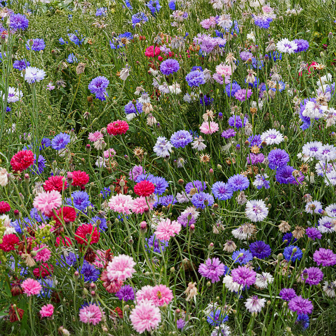 Cornflower Flower seeds for Planting Shade Tolerant Heirloom & GMO Free Seeds for Home Garden