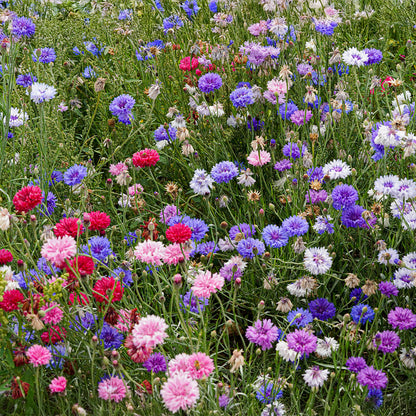 Cornflower Flower seeds for Planting Shade Tolerant Heirloom & GMO Free Seeds for Home Garden