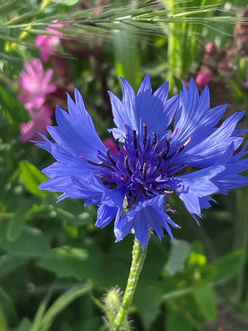 High quality Cornflower Flower seeds for Planting Cut Flower Favorite, Heirloom & GMO Free Seeds for Home Garden seeds pack