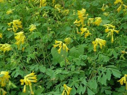 Corydalis Lutea Flower seeds for Planting Fragrant Blossoms Heirloom & GMO Free Seeds for Home Garden