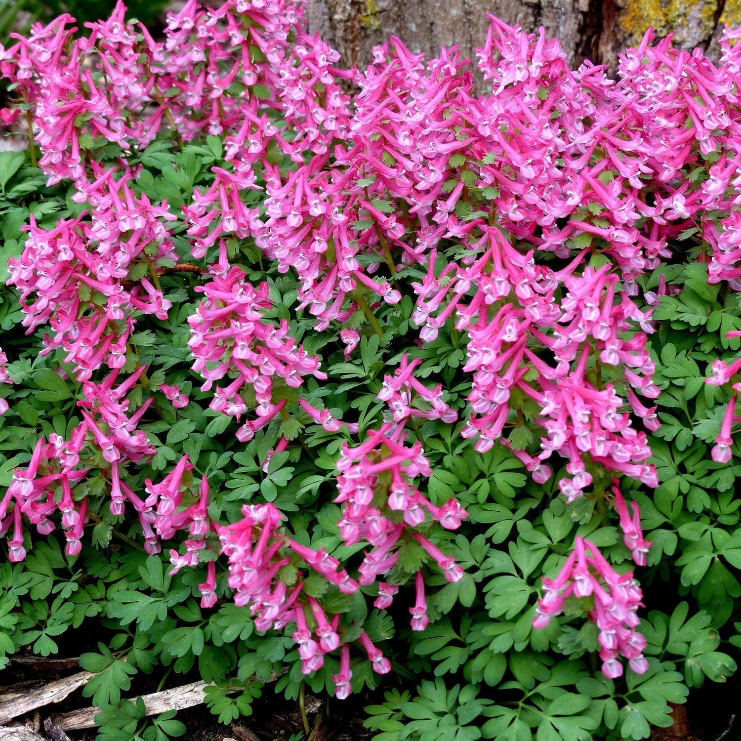 Corydalis Flower seeds for Planting Cut Flower Favorite, Heirloom & GMO Free Seeds for Home Garden vegetable and garden seeds
