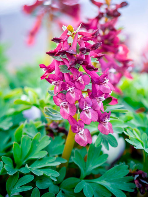 Premium Corydalis Flower seeds for Planting Cut Flower Favorite, Heirloom & GMO Free Seeds for Home Garden seeds