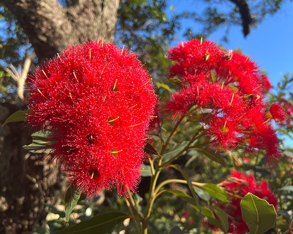 Heirloom Corymbia Ficifolia Flower seeds for Planting Garden Favorite Heirloom & GMO Free Seeds for Home Garden