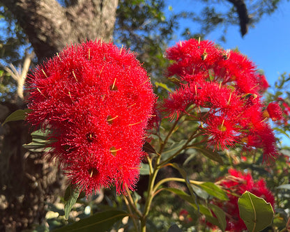 Heirloom Corymbia Ficifolia Flower seeds for Planting Garden Favorite Heirloom & GMO Free Seeds for Home Garden