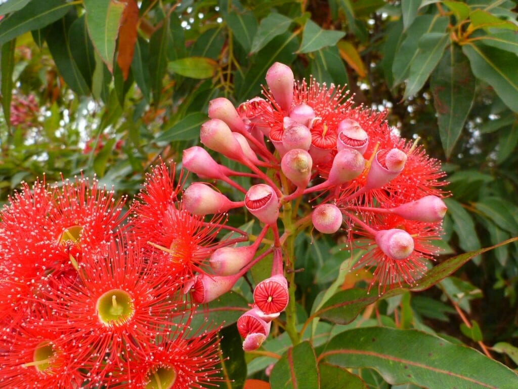 Heirloom Corymbia Ficifolia Flower seeds for Planting Garden Favorite Heirloom & GMO Free Seeds for Home Garden