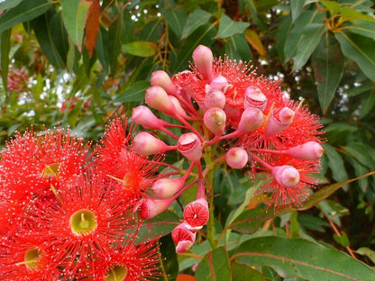 Heirloom Corymbia Ficifolia Flower seeds for Planting Garden Favorite Heirloom & GMO Free Seeds for Home Garden
