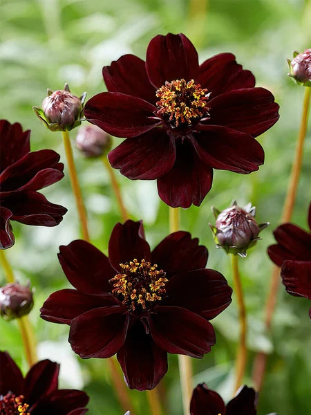 Chocolate Clematis Flower seeds for Planting Bright Blooms, Heirloom & GMO Free Seeds for Home Garden vegetable and garden seeds