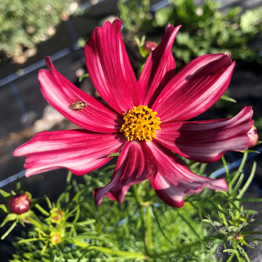 Cosmos Velouette Flower seeds for Planting Long Bloom Season Heirloom & GMO Free Seeds for Home Garden