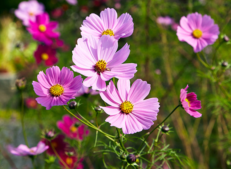 Cosmos Flower seeds for Planting Shade Tolerant Heirloom & GMO Free Seeds for Home Garden