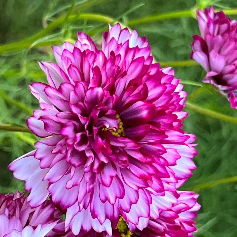 Cosmos Bicolor Flower seeds for Planting Shade Tolerant Heirloom & GMO Free Seeds for Home Garden